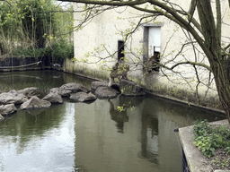 Barbary Macaques at the Dierenrijk zoo