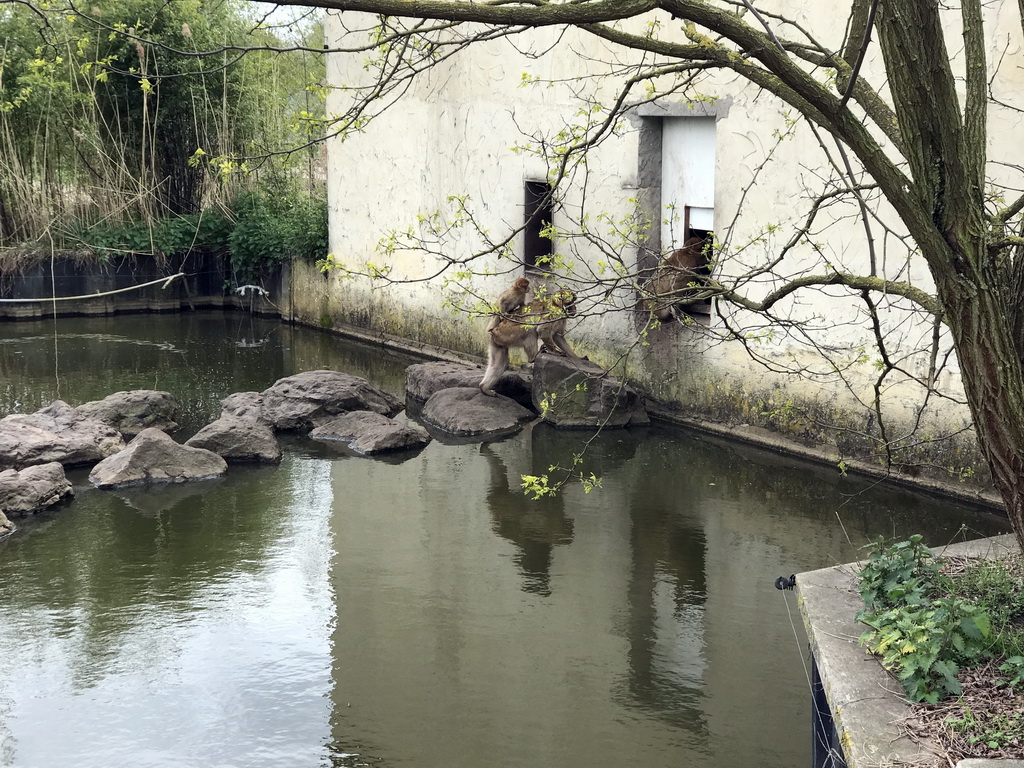 Barbary Macaques at the Dierenrijk zoo