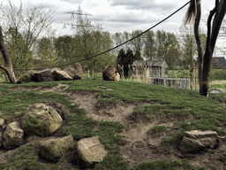 Barbary Macaques at the Dierenrijk zoo