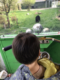 Max on a cart at the Dierenrijk zoo, with a view on an Asian Black Bear