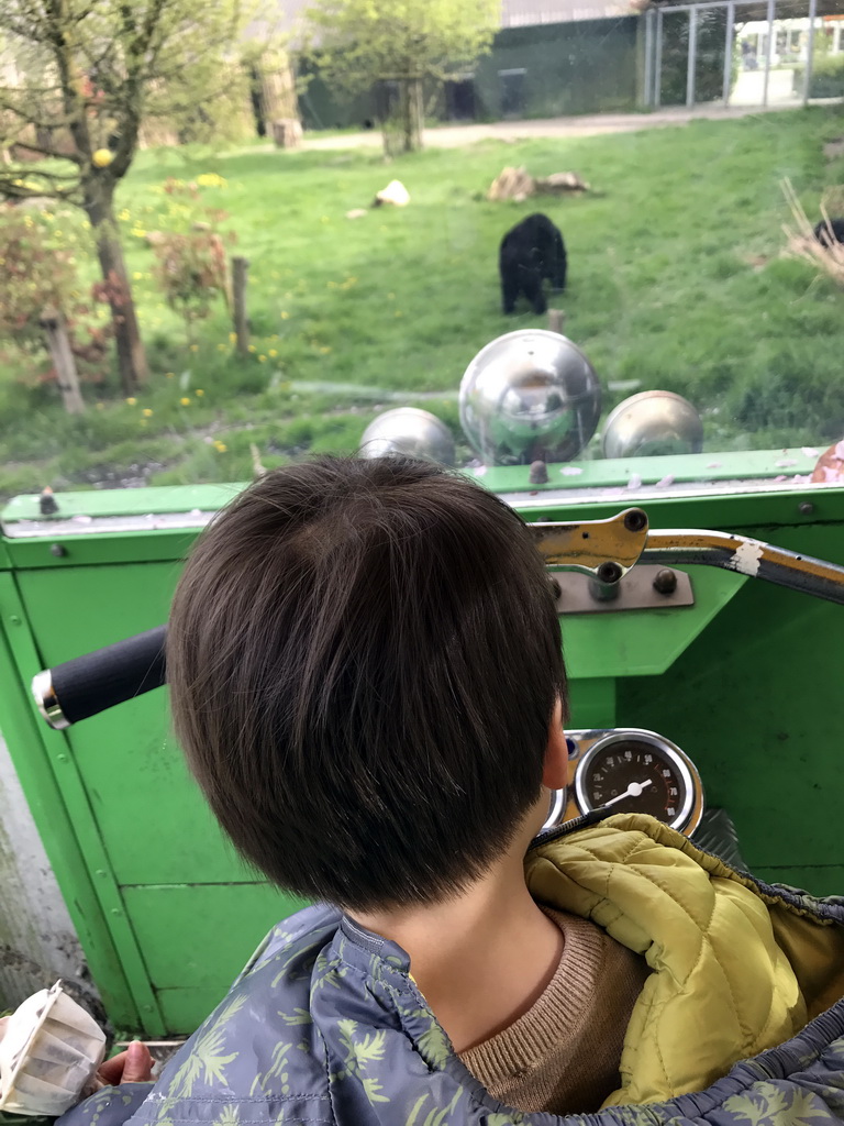 Max on a cart at the Dierenrijk zoo, with a view on an Asian Black Bear