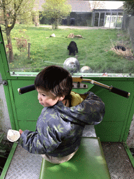 Max on a cart at the Dierenrijk zoo, with a view on Asian Black Bears