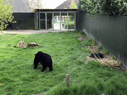 Asian Black Bears at the Dierenrijk zoo