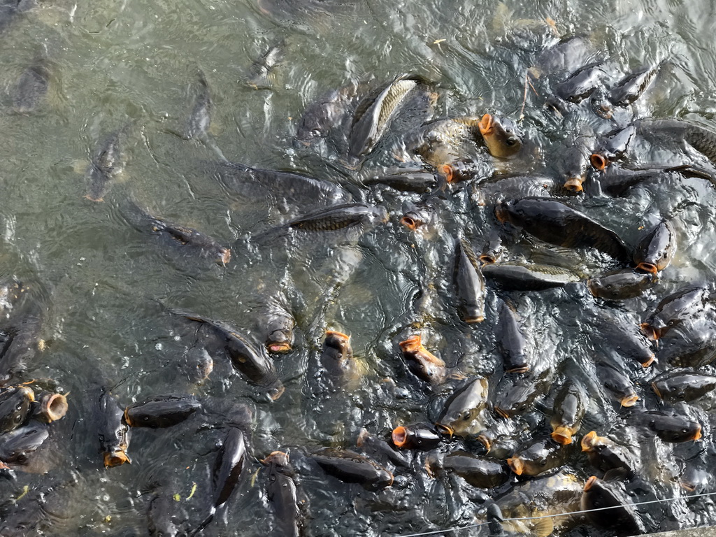 Common Carps at the Dierenrijk zoo