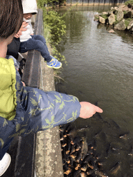 Max and his friend feeding the Common Carps at the Dierenrijk zoo