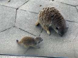 Meerkats in front of the Dierenrijk zoo