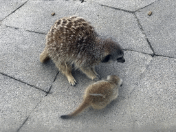 Meerkats in front of the Dierenrijk zoo