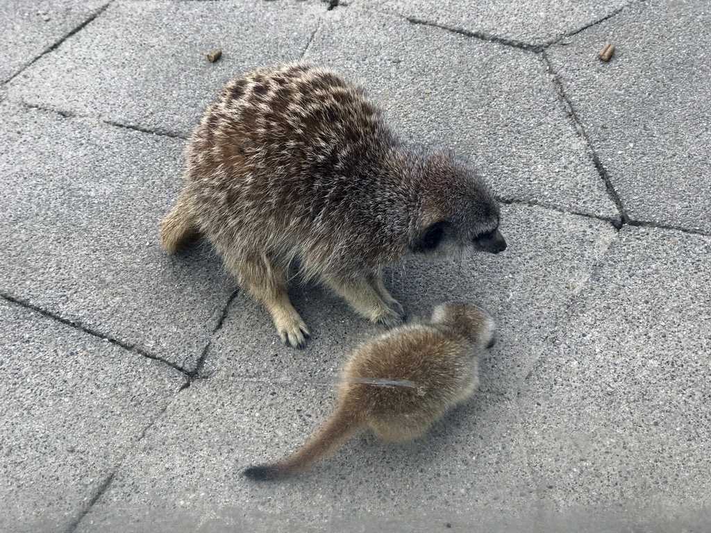 Meerkats in front of the Dierenrijk zoo