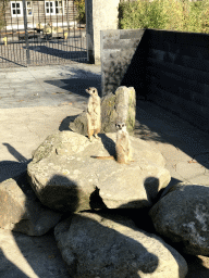 Meerkats in front of the Dierenrijk zoo