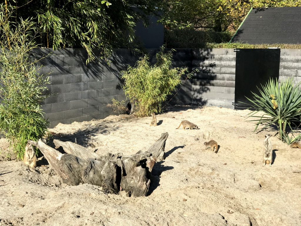 Meerkats in front of the Dierenrijk zoo