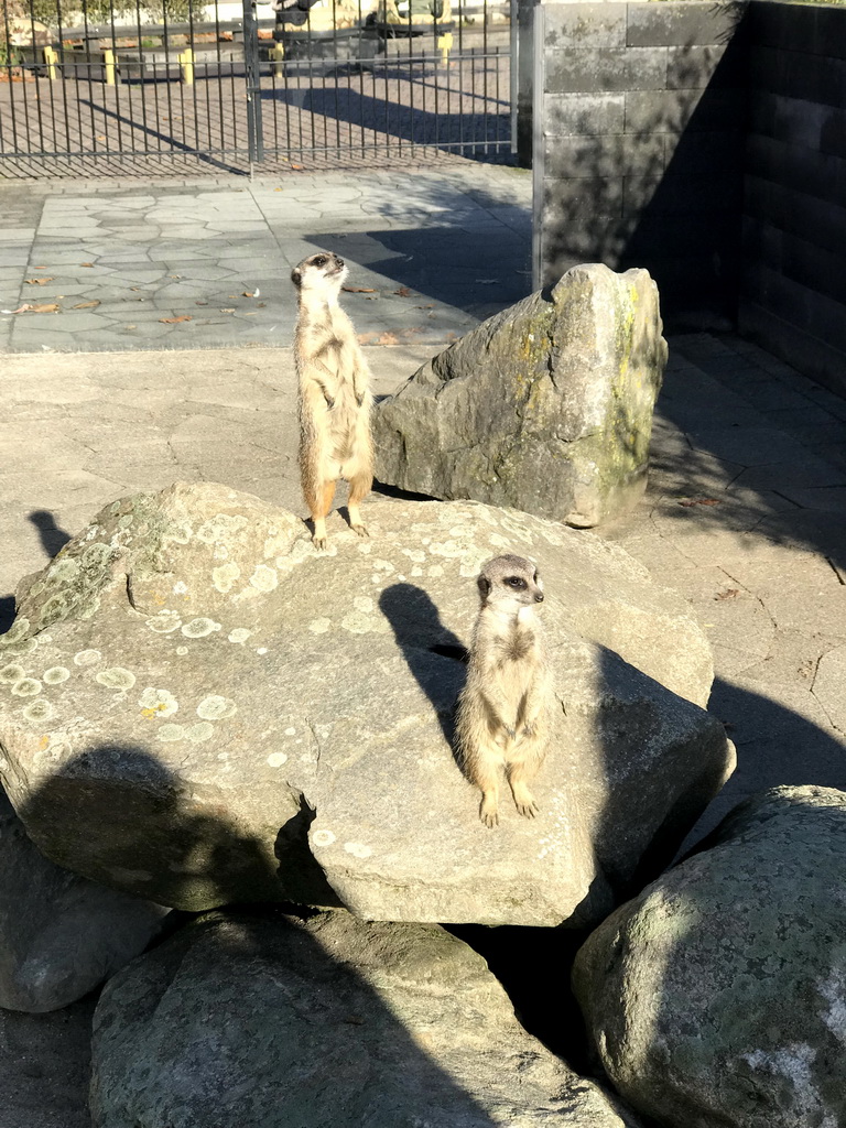 Meerkats in front of the Dierenrijk zoo