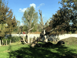 Asian Black Bears at the Dierenrijk zoo