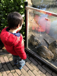 Max with Coypus at the Dierenrijk zoo
