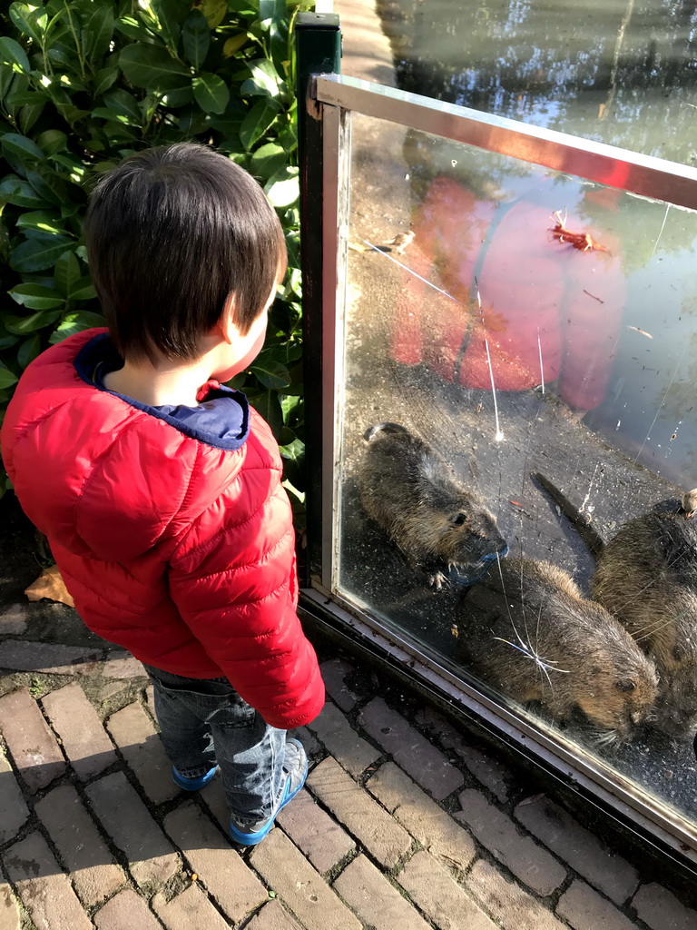 Max with Coypus at the Dierenrijk zoo