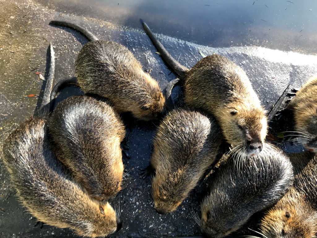 Coypus at the Dierenrijk zoo