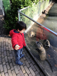 Max feeding Coypus at the Dierenrijk zoo