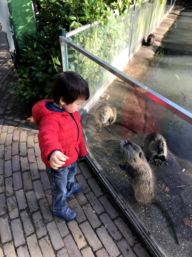 Max feeding Coypus at the Dierenrijk zoo