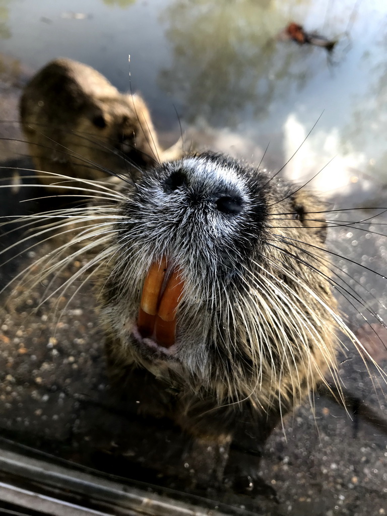 Coypus at the Dierenrijk zoo