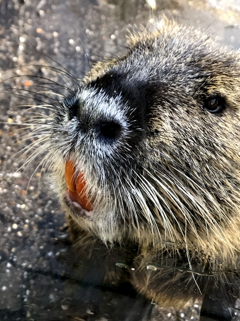 Coypu at the Dierenrijk zoo