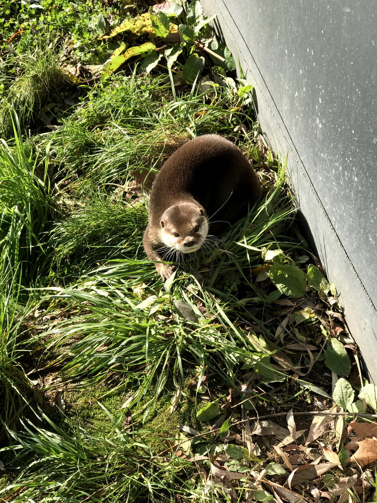 Oriental Small-Clawed Otter at the Dierenrijk zoo