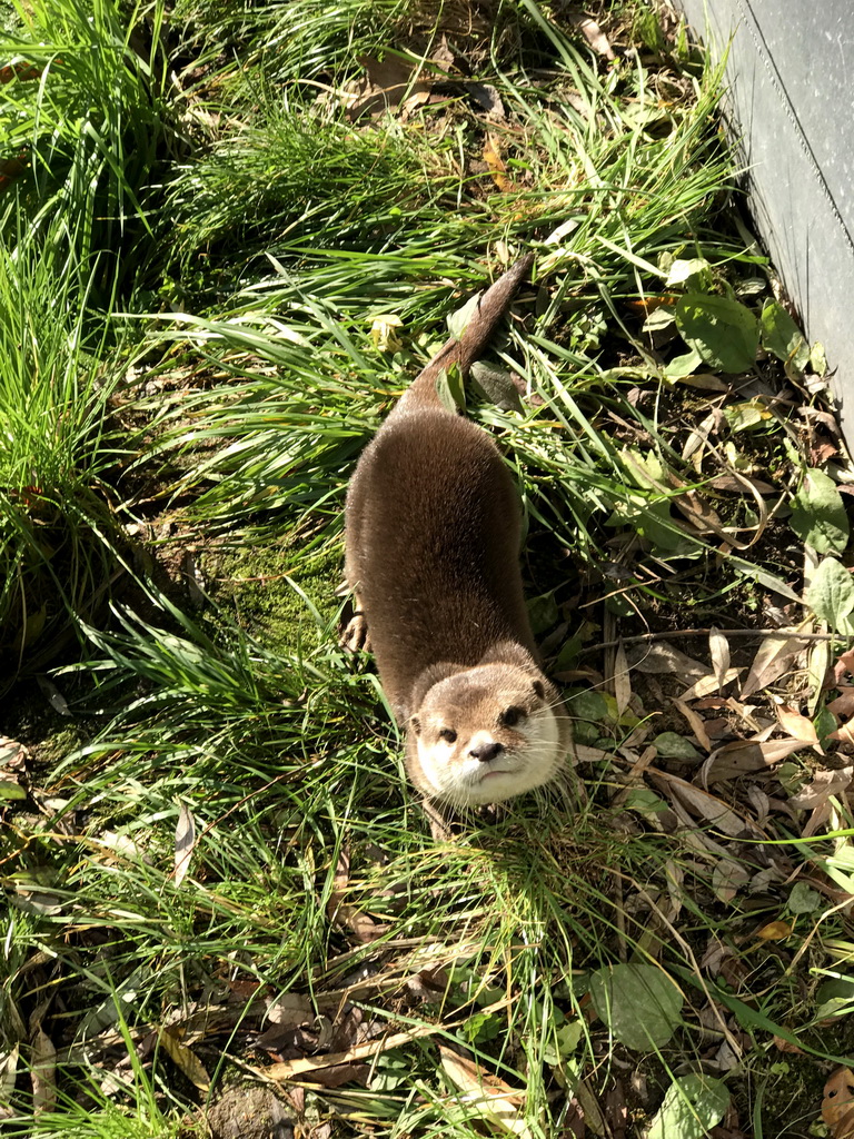 Oriental Small-Clawed Otter at the Dierenrijk zoo