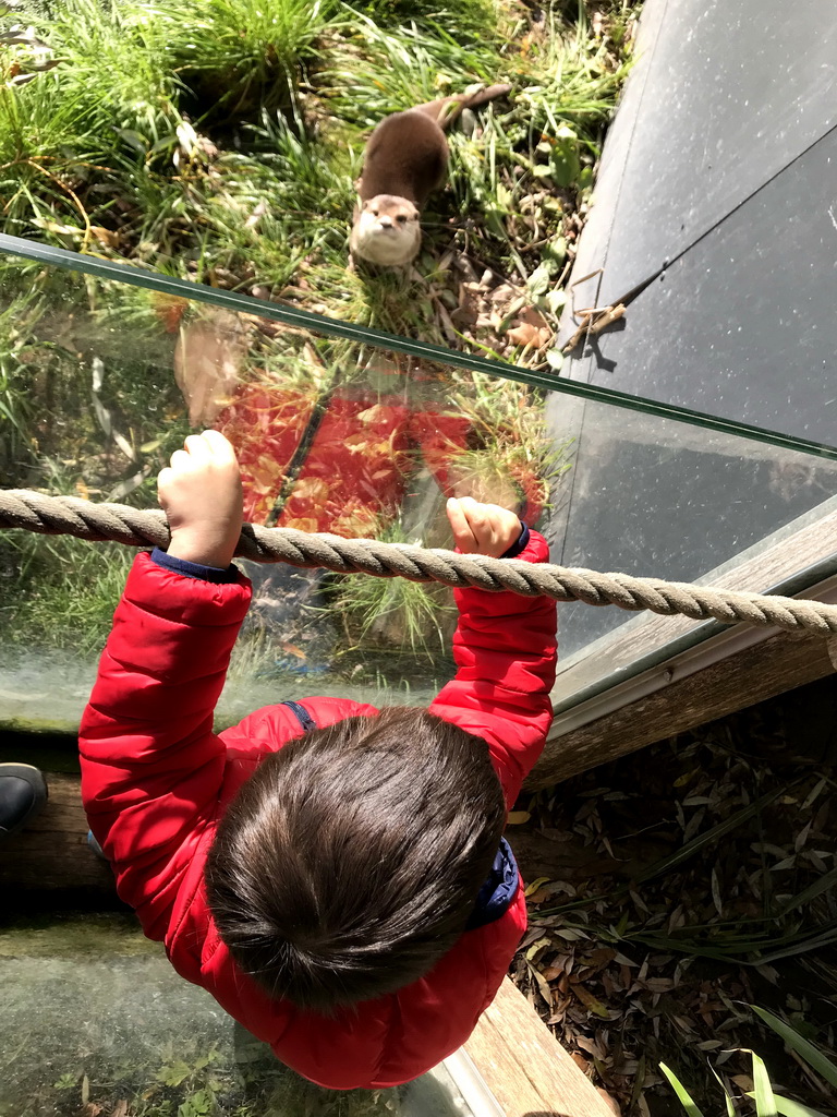 Max feeding an Oriental Small-Clawed Otter at the Dierenrijk zoo