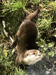 Oriental Small-Clawed Otter at the Dierenrijk zoo