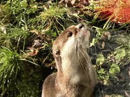 Oriental Small-Clawed Otter at the Dierenrijk zoo