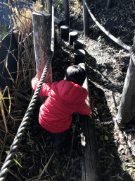 Max walking on a tree trunk behind the enclosure of the Oriental Small-Clawed Otters at the Dierenrijk zoo