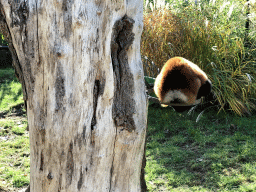 Red Ruffed Lemur at the Dierenrijk zoo