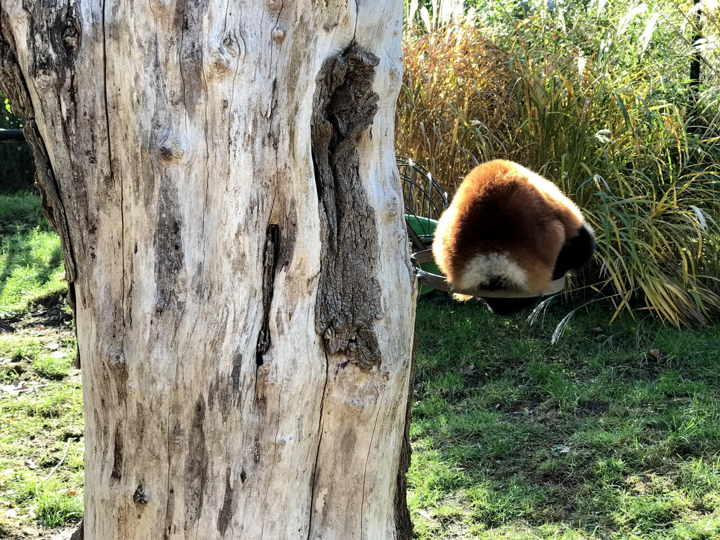 Red Ruffed Lemur at the Dierenrijk zoo