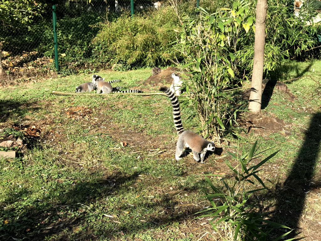 Ring-tailed Lemurs at the Dierenrijk zoo