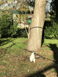 Ring-tailed Lemurs at the Dierenrijk zoo