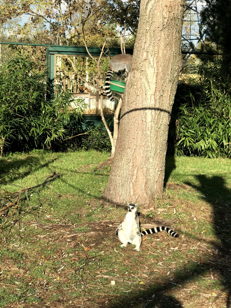 Ring-tailed Lemurs at the Dierenrijk zoo