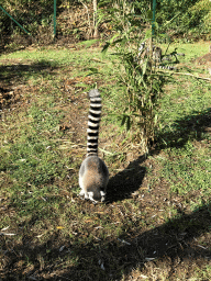 Ring-tailed Lemurs at the Dierenrijk zoo