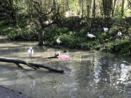 Chilean Flamingos and Eurasian Spoonbills at the Dierenrijk zoo