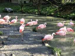 Chilean Flamingos at the Dierenrijk zoo