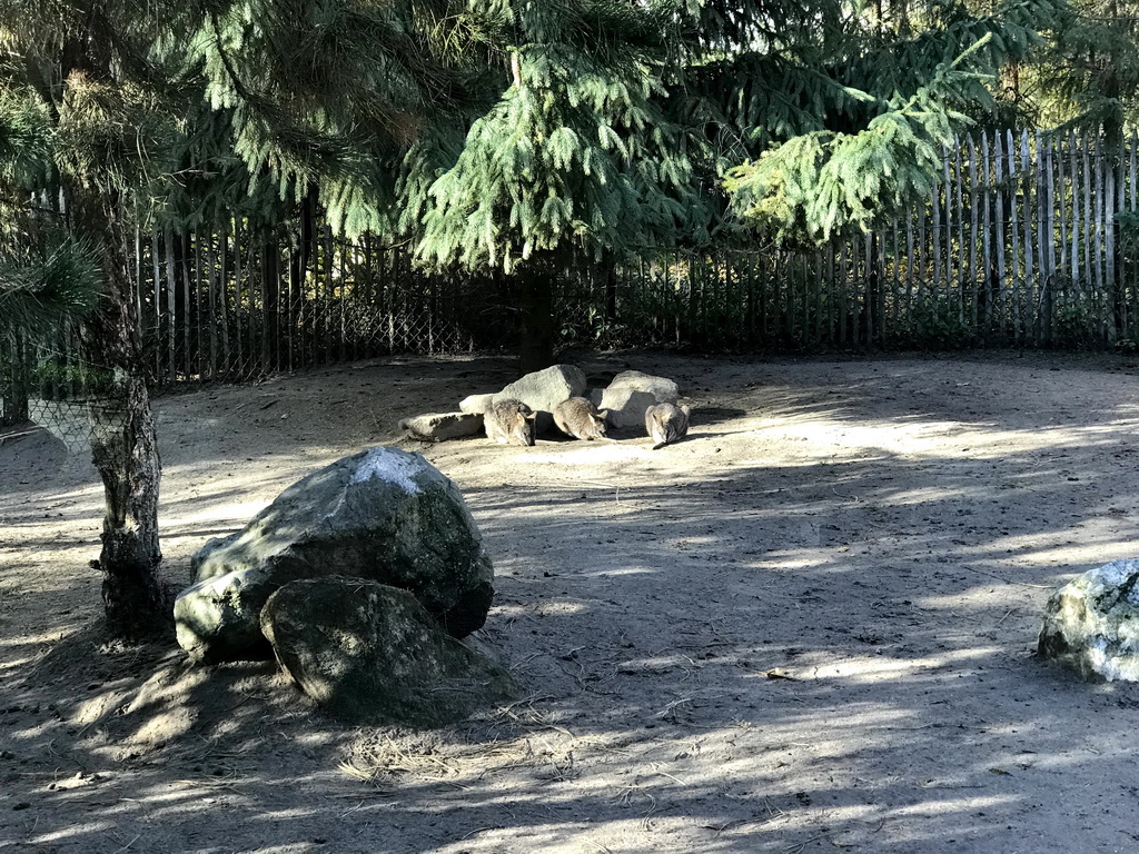 Parma Wallabies at the Dierenrijk zoo