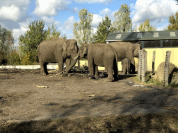 Asian Elephants at the Dierenrijk zoo