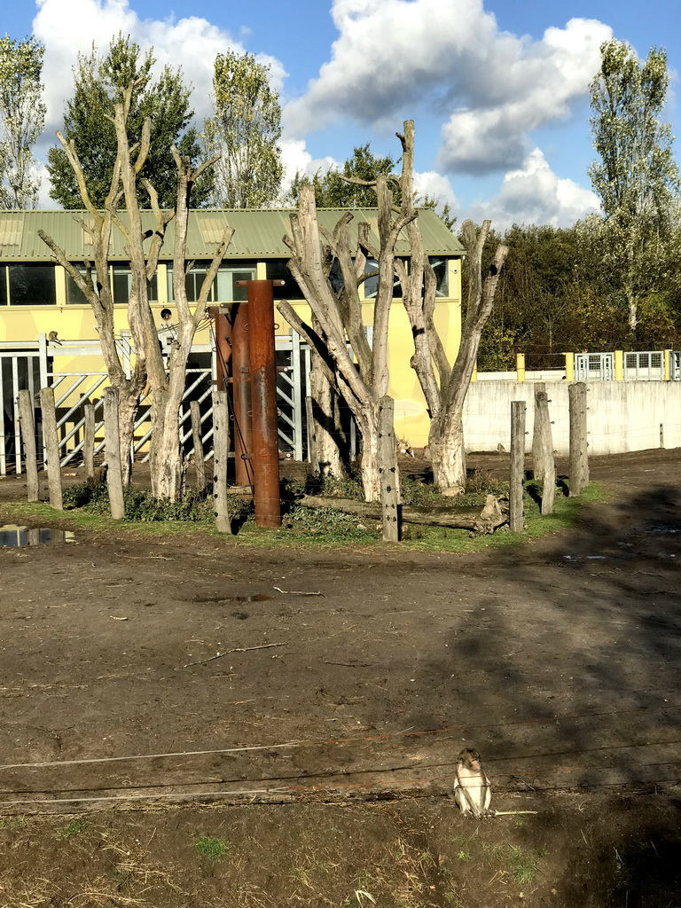 Crab-eating Macaques at the Dierenrijk zoo