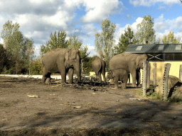 Asian Elephants at the Dierenrijk zoo