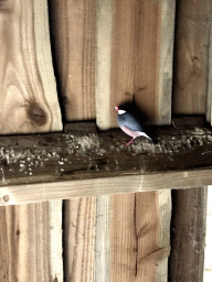 Java Sparrow at the Dierenrijk zoo