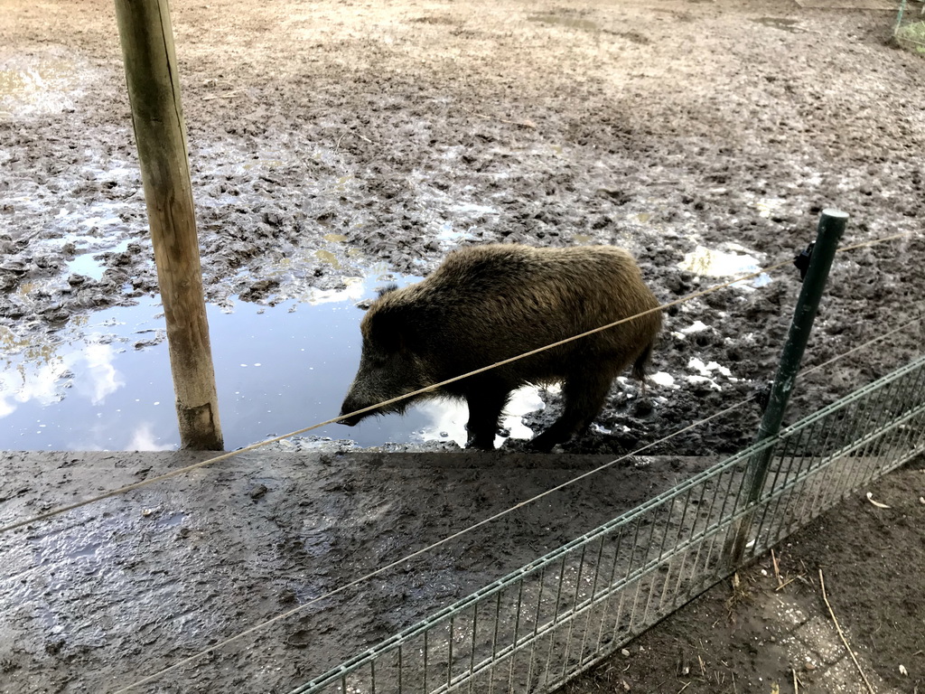 Wild Boar at the Dierenrijk zoo