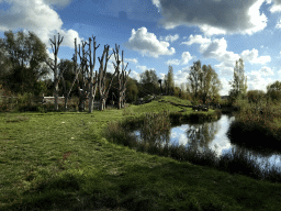 Enclosure of the Chimpanzees at the Dierenrijk zoo