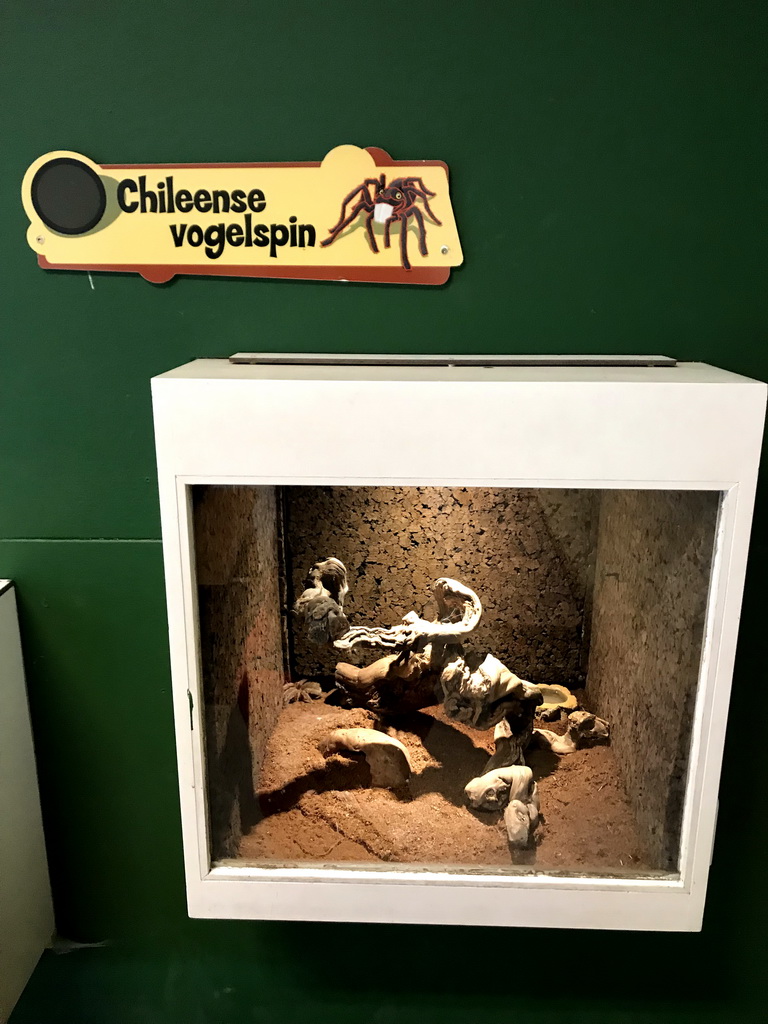 Chilean Rose Tarantula at the Indoor Apenkooien hall at the Dierenrijk zoo