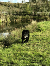 Chimpanzee at the Dierenrijk zoo