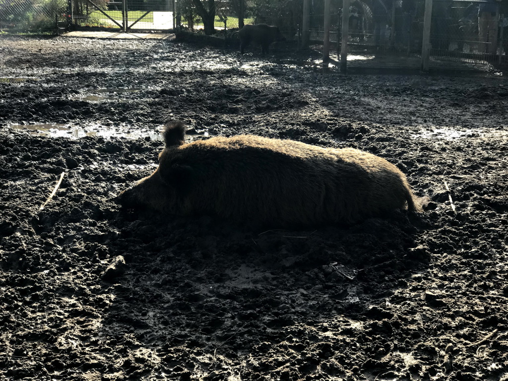 Wild Boar at the Dierenrijk zoo