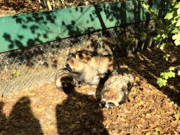 Raccoon Dogs at the Dierenrijk zoo