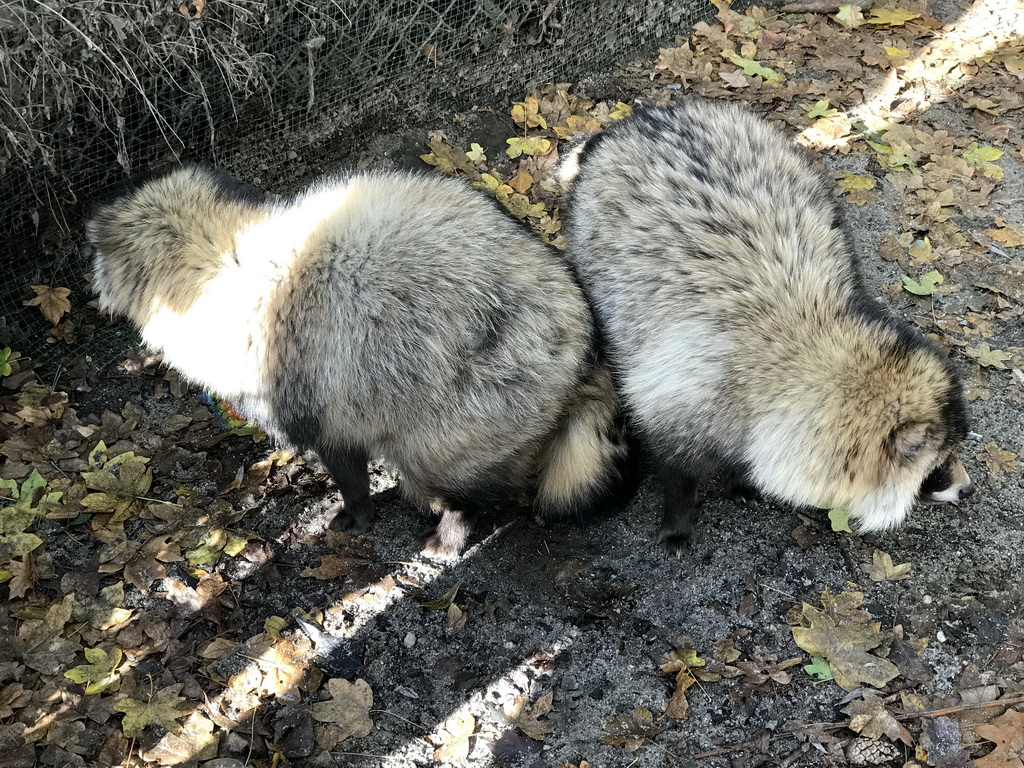 Raccoon Dogs at the Dierenrijk zoo