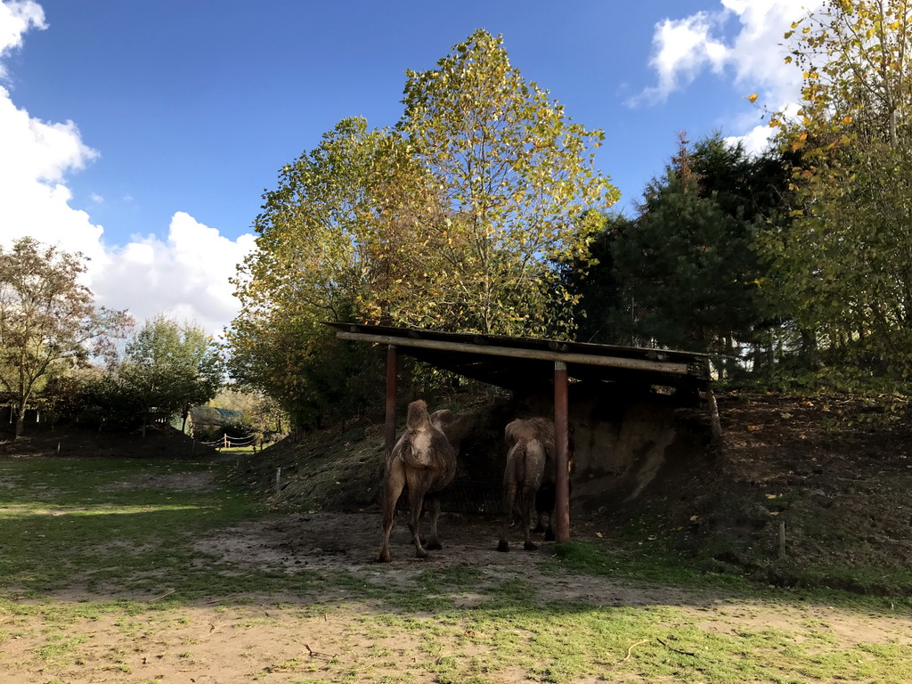 Camels at the Dierenrijk zoo